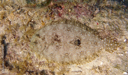 Photo Closeup of a Peacock Flounder Bothus mancus partially camouflaged  in the reef o