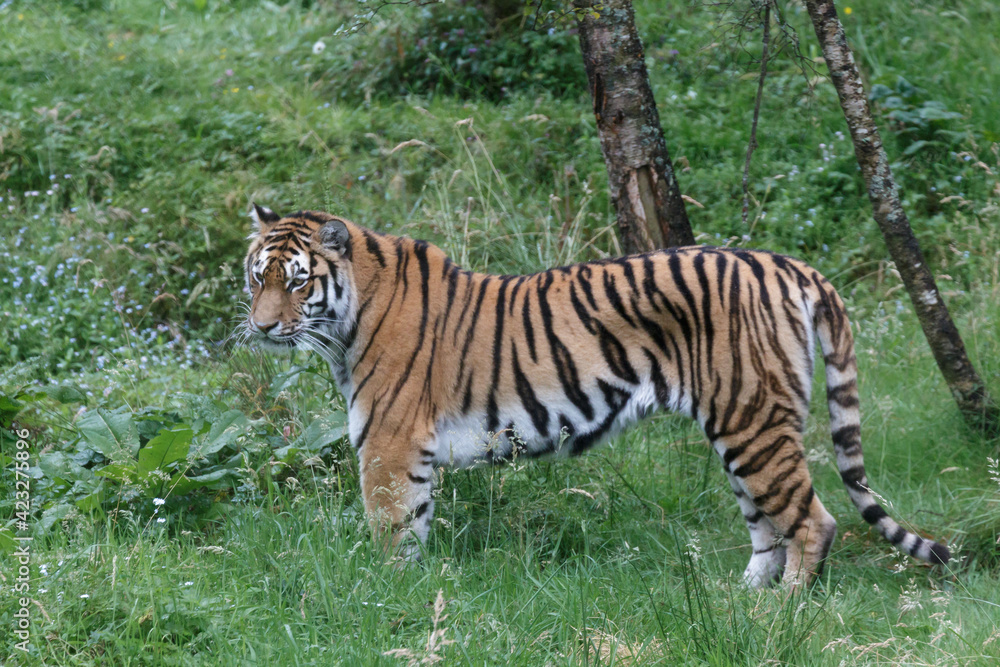 Siberian Tiger (Panthera tigris altaica) or Amur Tiger Siberian Tiger (Panthera tigris altaica) or Amur Tiger