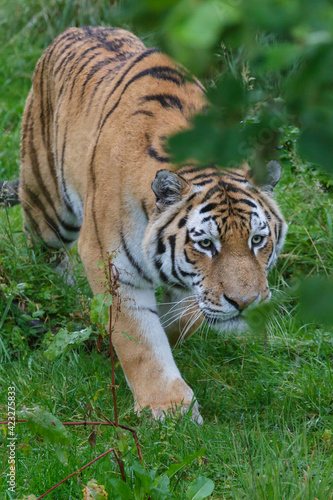 Siberian Tiger  Panthera tigris altaica  or Amur Tiger