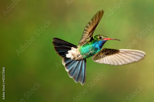 A broad billed humming bird in mid air.