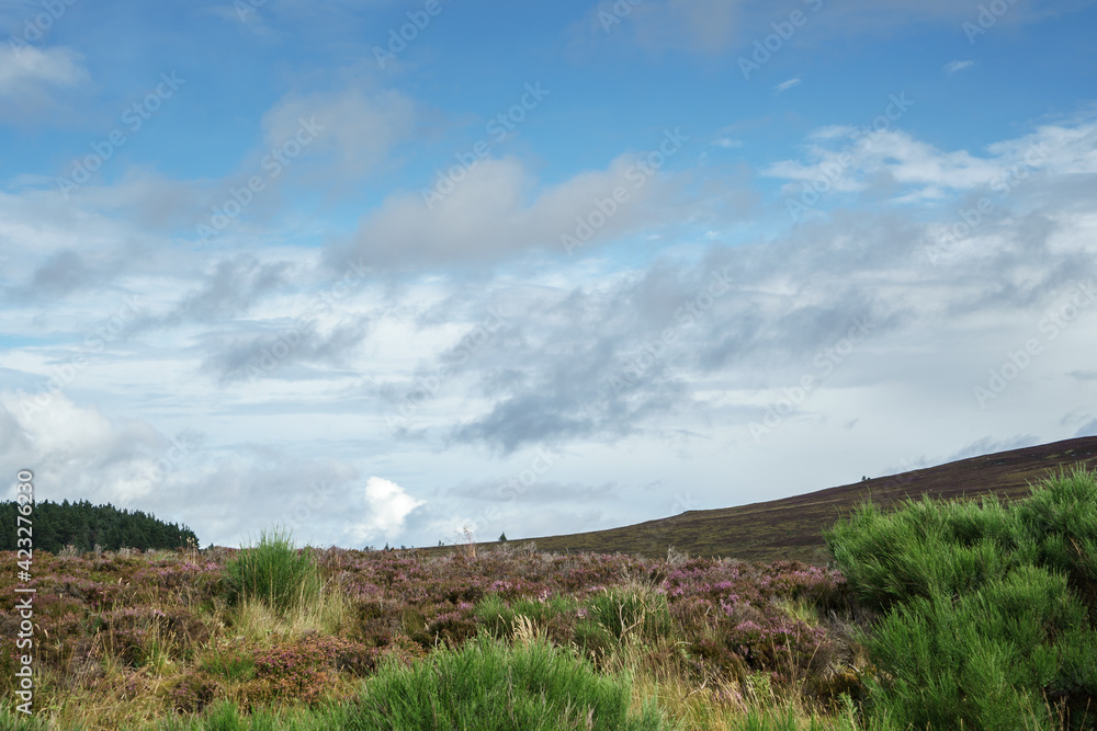 Fototapeta premium Heather near Lochindorb