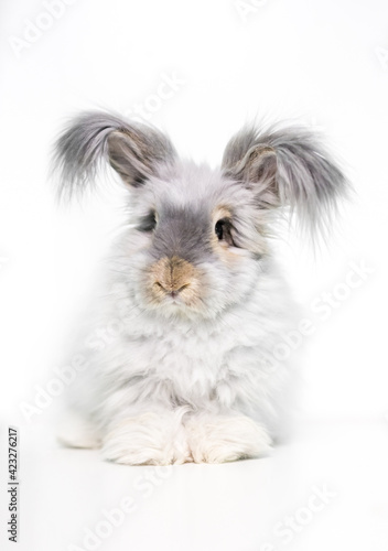A furry English Angora rabbit with long hair on its ears
