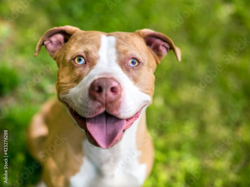 A red and white Pit Bull Terrier mixed breed dog with sectoral heterochromia in its eyes