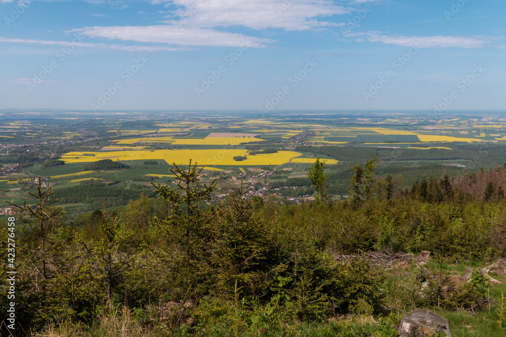 panorama of the blooming rapeseed fields, yellow crops