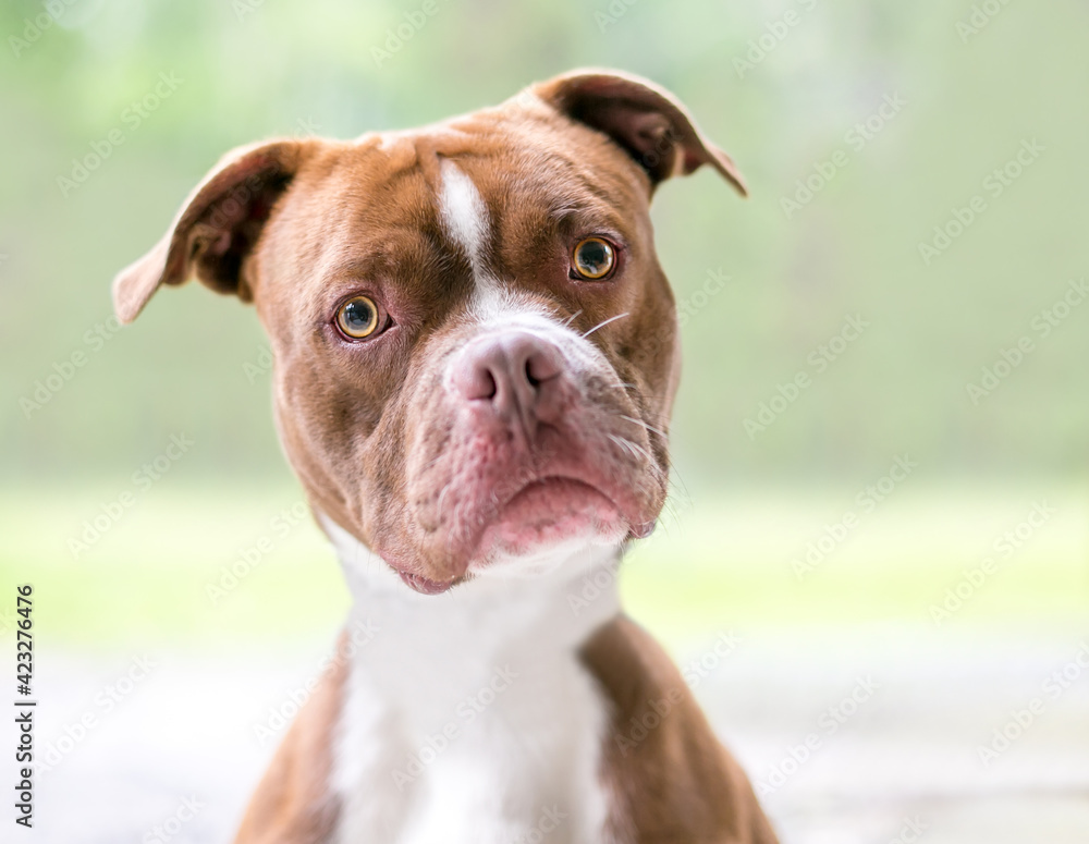 A red and white Boxer x Pit Bull Terrier mixed breed dog looking at the camera with a head tilt