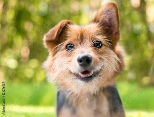 A cute scruffy mixed breed dog with one straight ear and one folded ear