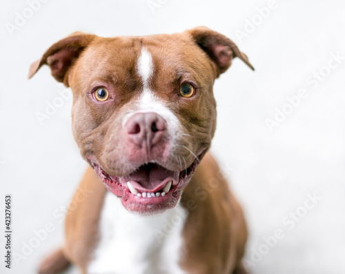 A red and white Boxer x Pit Bull Terrier mixed breed dog looking up at the camera with a happy expression