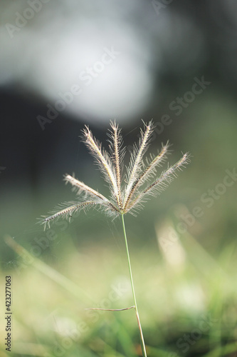 grass flowers with blured background, selected focus on the beach