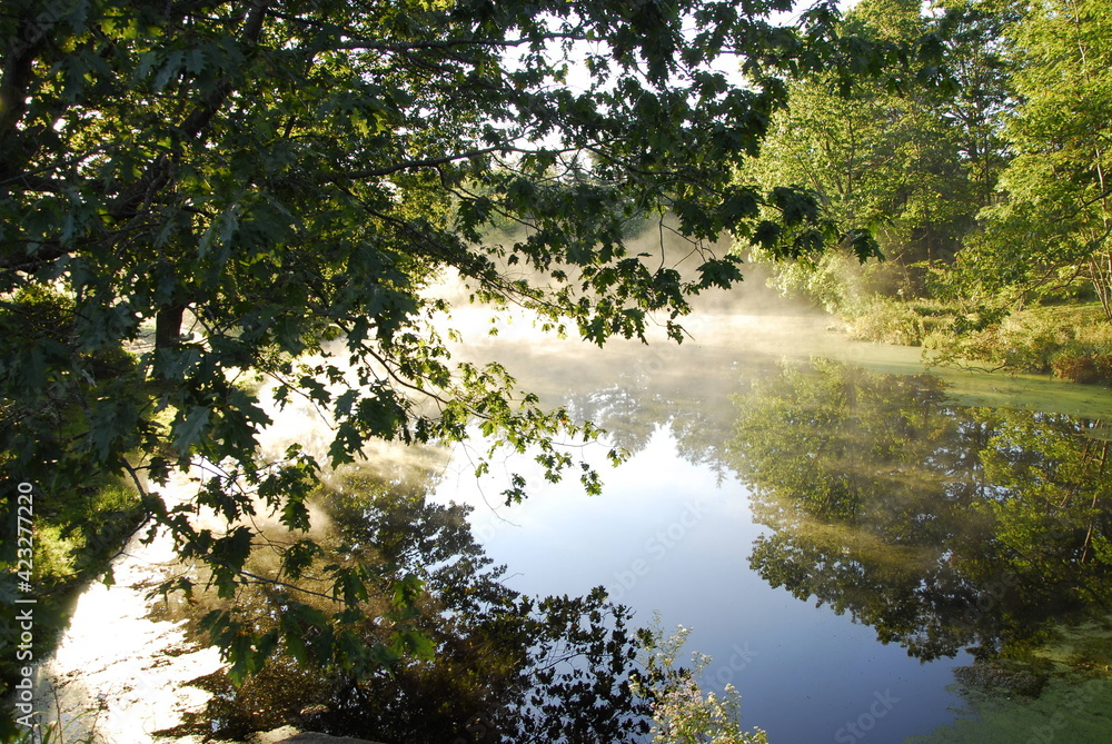 quiet reflections in a misty pond in the early morning, cape Elizabeth, Maine quiet reflections in a misty pond in the early morning, cape Elizabeth, Maine