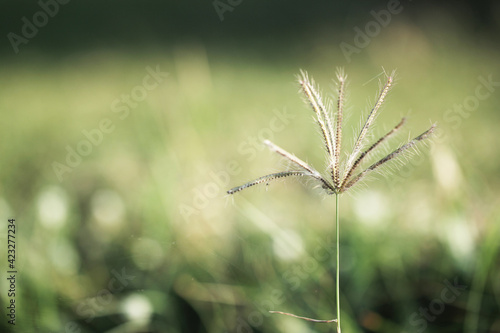 grass flowers with blured background, selected focus on the beach © Arief Kurniawan