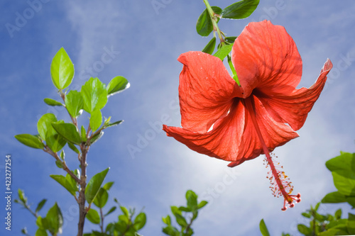 Red hibiscus flower with blue sky  photo