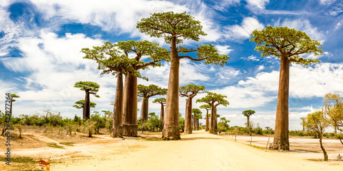 Fényképezés Panoramic Avenue of the Baobabs with green leaves during the sunny day with blue