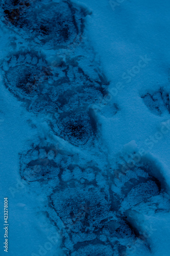 Grizzly tracks in ice and snow; Waterton-Glacier International Peace Park, Glacier County, Montana         photo