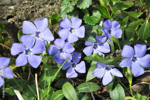 Spring blossom of periwinkle small