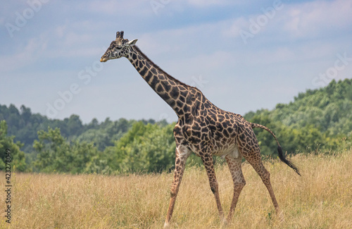 Giraffe on the range with blue sky's and long neck