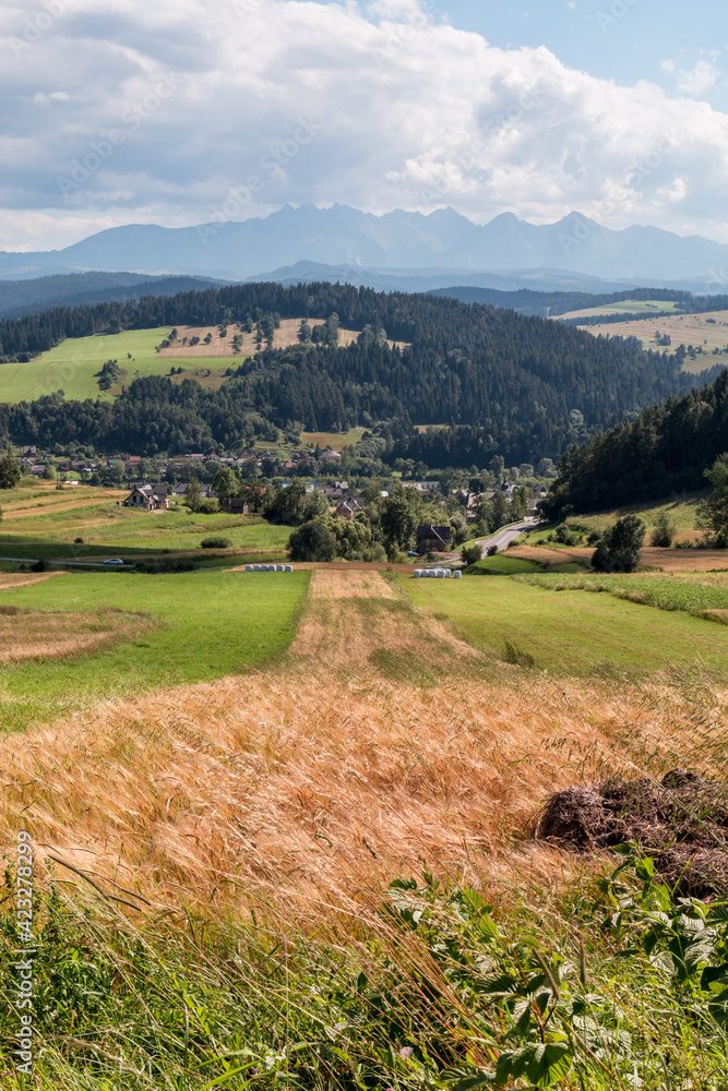 panoramic view of the Tatra Mountains, grain fields in the foreground