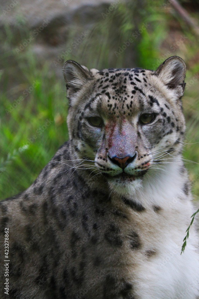 Snow leopard with a bloody face. Snow leopard with a bloody face.