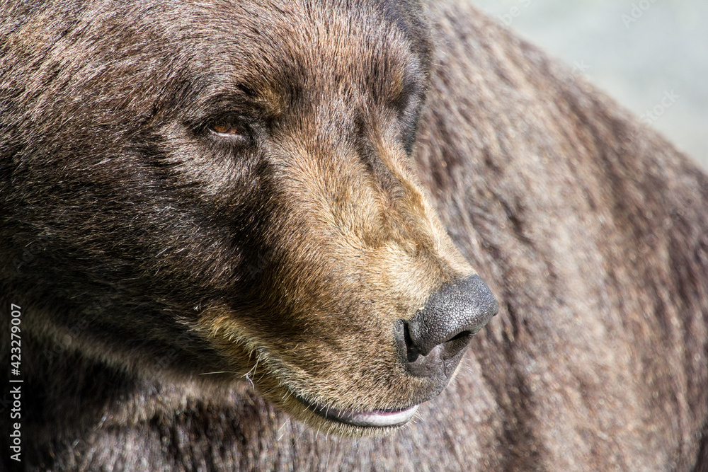 Fototapeta premium Grizzly bear face and nose closeup, bear looking to the side, Alaska