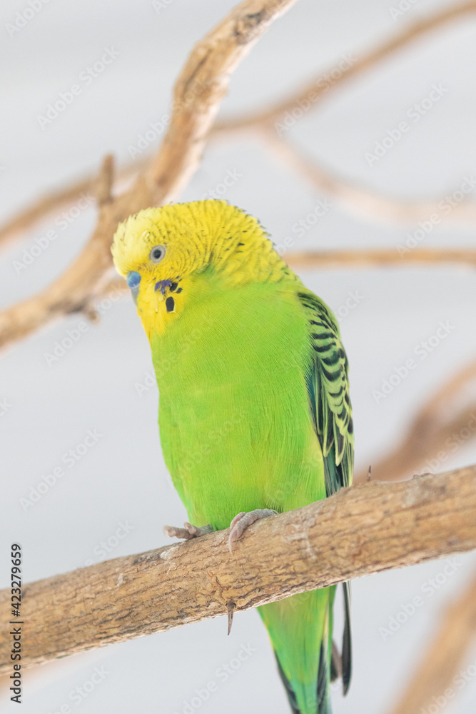 Obraz premium Parakeet on perch in a tree