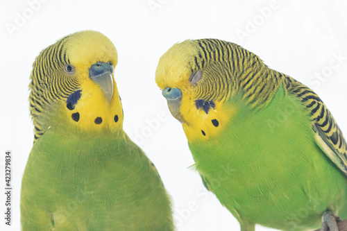Parakeet couple on perch very colorful green and yellow