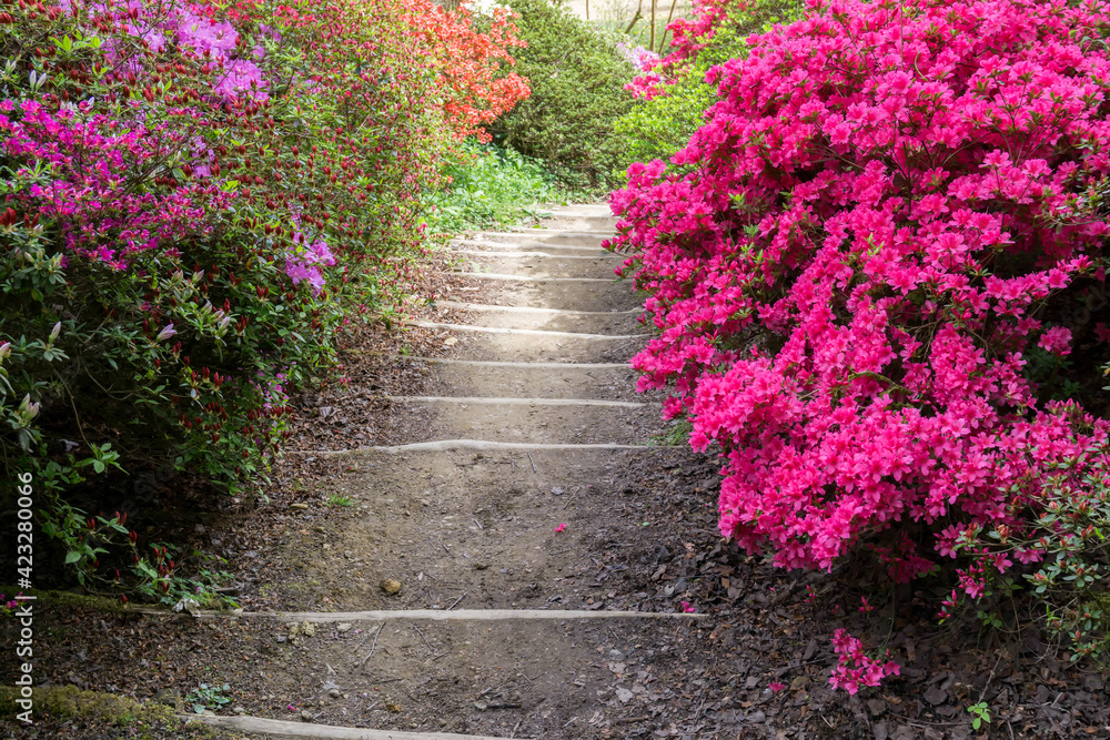 Azaleas in Full Bloom Azaleas in Full Bloom