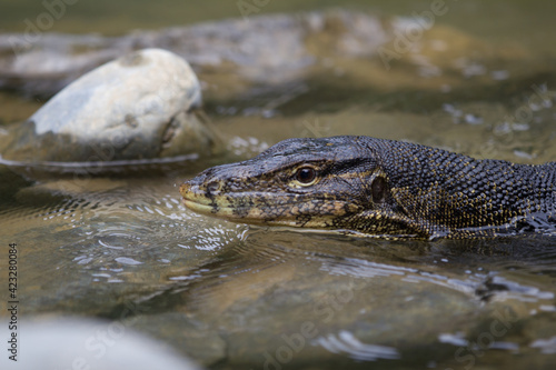 Monitoring lizard in the river with stones around and long forked tongue out of its mouth
