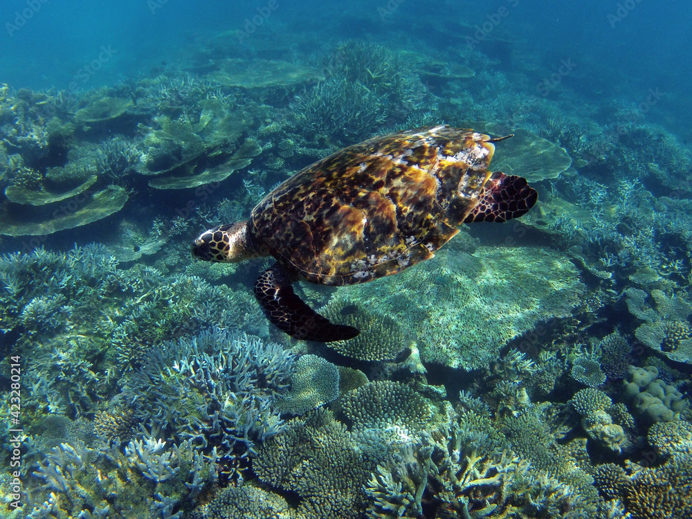 A big sea turtle in Indian Ocean. Corals at background. A big sea turtle in Indian Ocean. Corals at background.