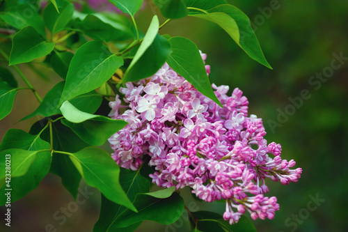 Branch of blossoming lilac