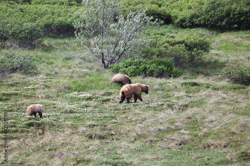 Mother Grizzly Bear with two cubs walking through the tundra in Denali National Park