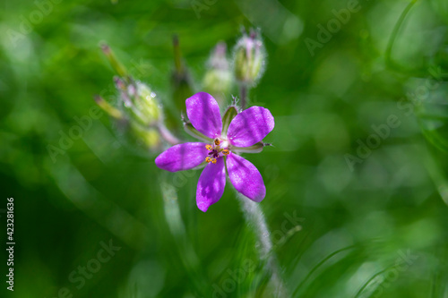 purple flower photography.