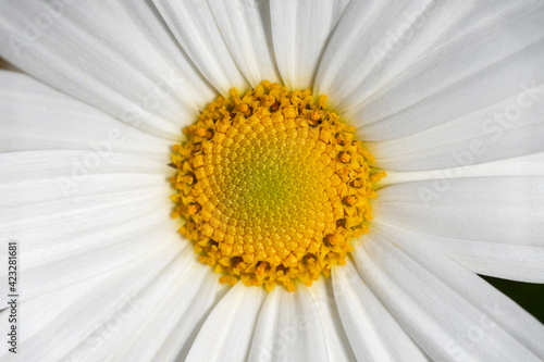 macro photography of white daisy