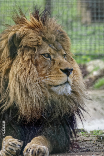 Barbary Lion  Panthera leo leo 