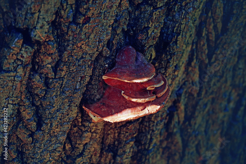 A mushroom close up on a tree. Textured tree.                    