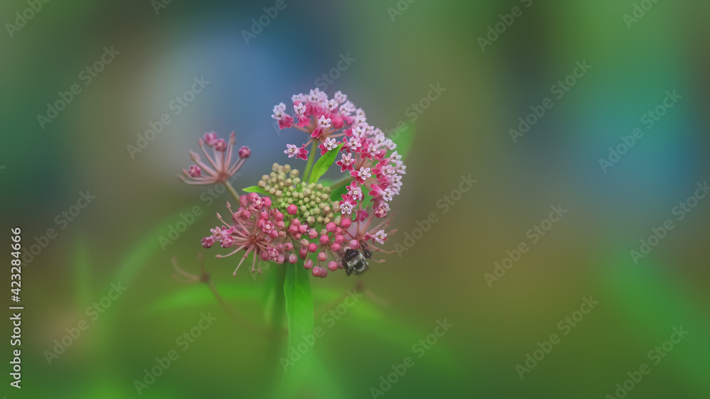 Close up shot of pink wild flower Close up shot of pink wild flower