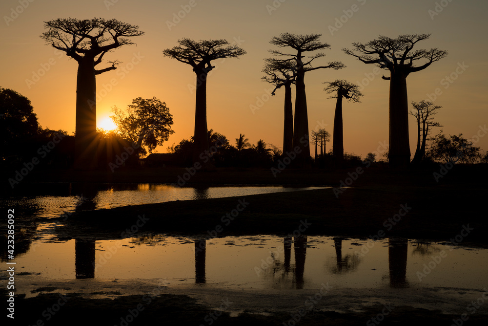 the most famous baobab alley. spectacular trees in Madagascar. reflection in water