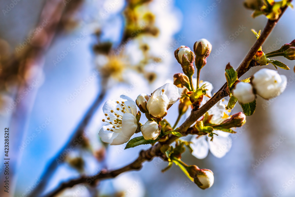 Blooming tree branches in spring with white flowers close up. Beautiful spring time