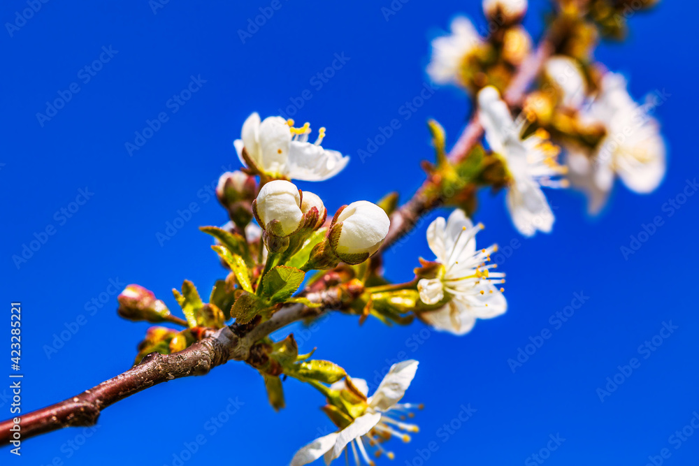 Blooming tree branches in spring with white flowers close up. Beautiful spring time Blooming tree branches in spring with white flowers close up. Beautiful spring time