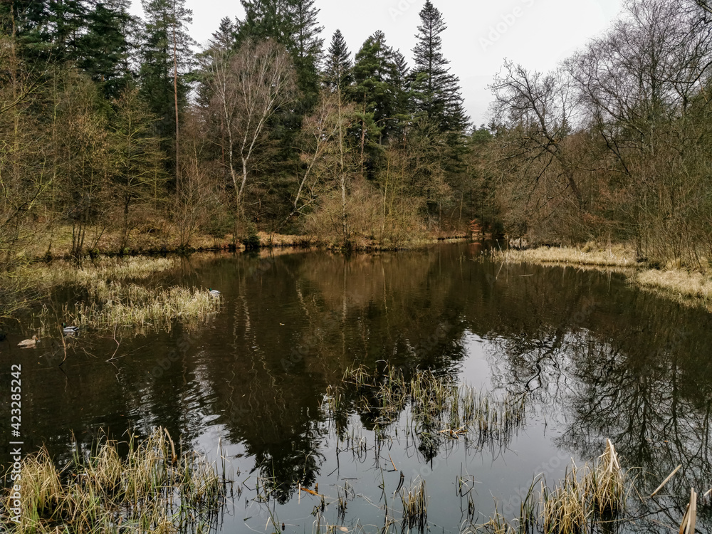 forest lake forest lake