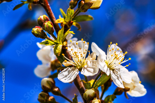 Blooming tree branches in spring with white flowers close up. Beautiful spring time