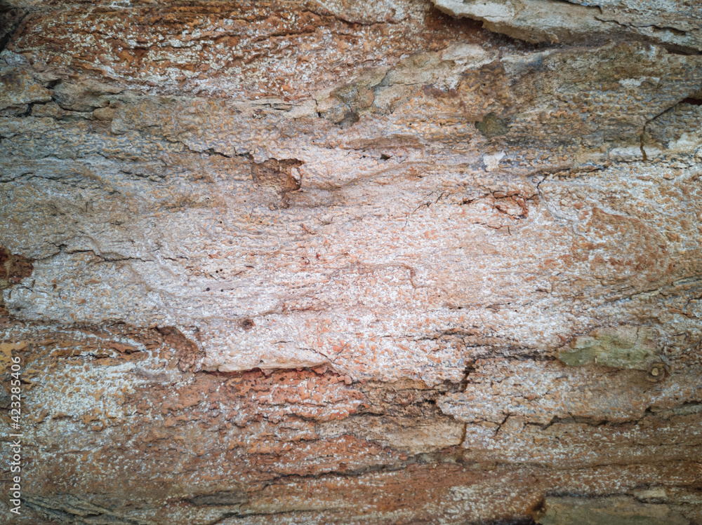 Background with tree trunk texture Background with tree trunk texture