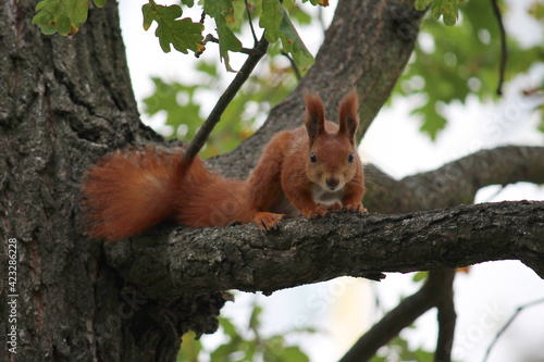 squirrel, red, on a tree, eating a nut, nature, beautiful, oak, green © Oleksandr