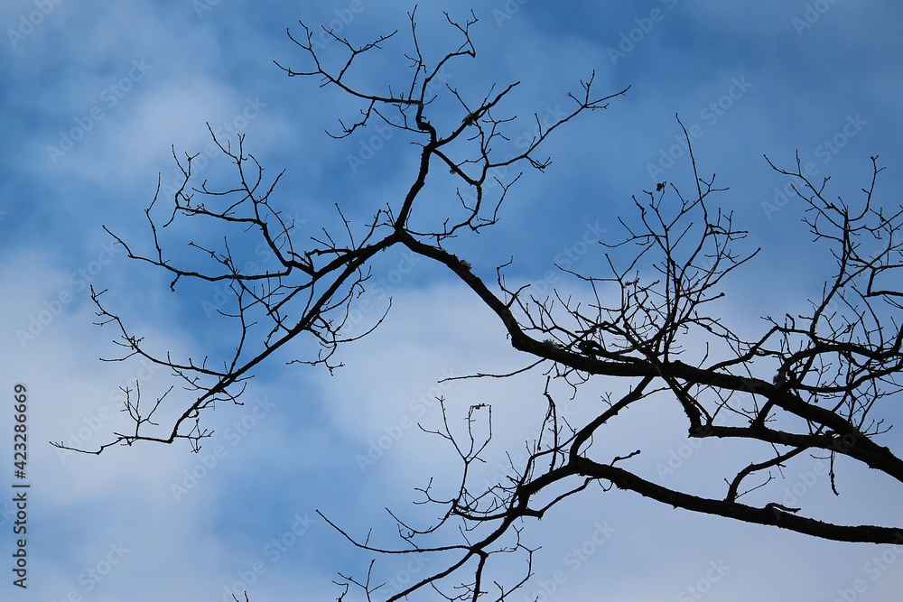 blue sky, tree branch against the sky, clouds, beautiful blue sky, tree branch against the sky, clouds, beautiful
