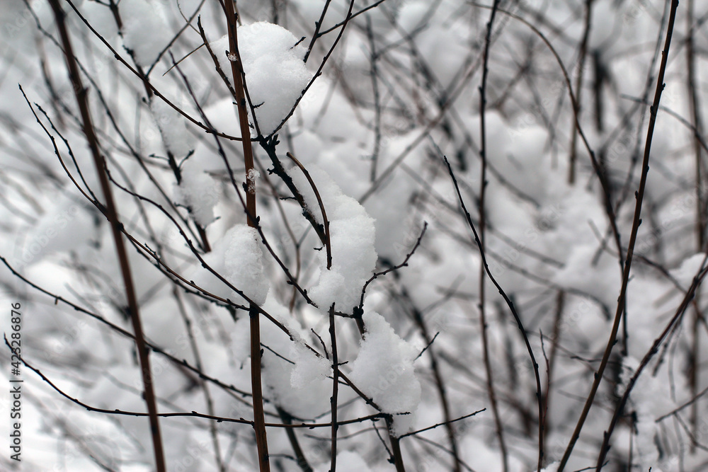 Winter forest, snow, trees in the snow, frost, beautiful, forest snowy road Winter forest, snow, trees in the snow, frost, beautiful, forest snowy road