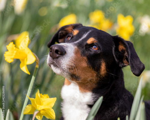 dog portrait in the spring field of yellow daffodils