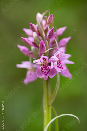 Purple wild orchid blossoming during summer