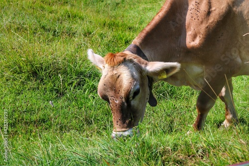 
A cow on a green meadow in Oberstdorf in the Allgäu