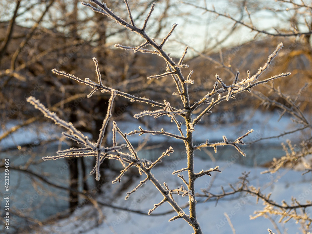 Winter, snow and frost, the plants and shrubs left over from autumn covered with frost, shimmer with sparkling sparks of snow crystals in the rays of the rising sun. Winter, snow and frost, the plants and shrubs left over from autumn covered with frost, shimmer with sparkling sparks of snow crystals in the rays of the rising sun.