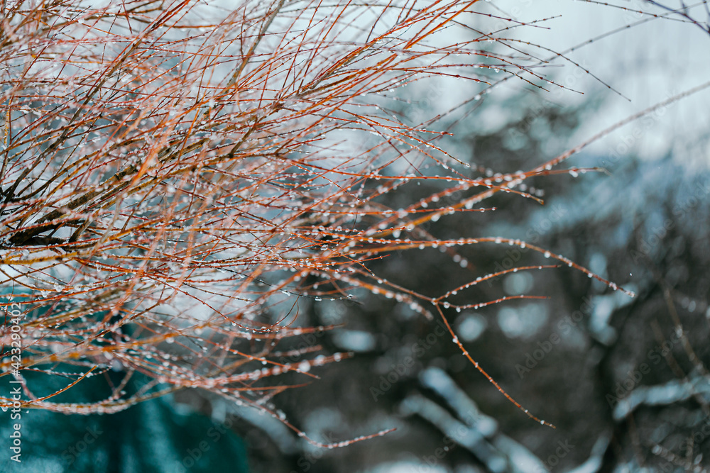 water drops on branches in Spring Thaw water drops on branches in Spring Thaw