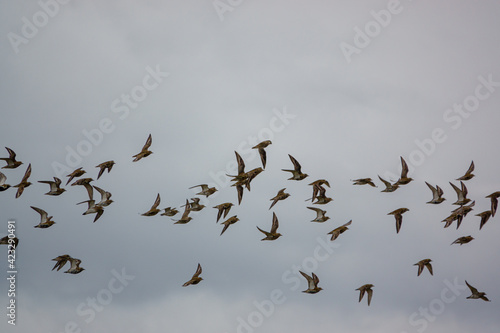 a flock of hundreds of Golden Plover (Pluvialis dominica) flying over meadows and grassland on Salisbury Plain