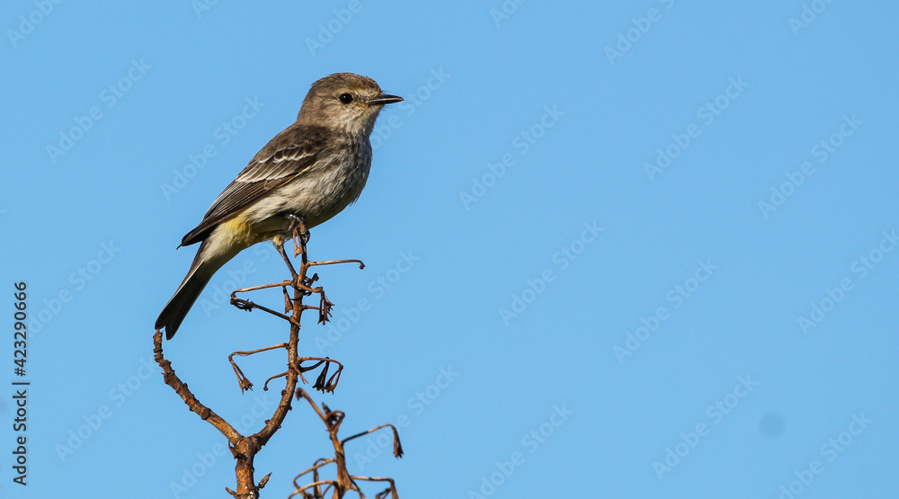 bird on a branch: Vermilion Flycatcher bird on a branch: Vermilion Flycatcher